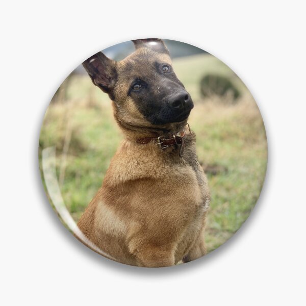 Item preview, Head Tilting Belgian Malinois Puppy designed and sold by VanGaldo.