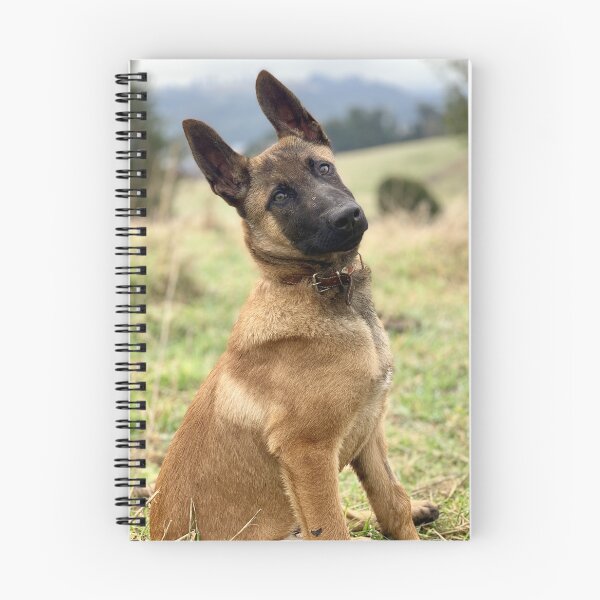 Item preview, Head Tilting Belgian Malinois Puppy designed and sold by VanGaldo.
