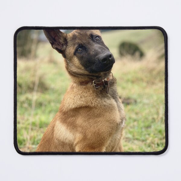 Item preview, Head Tilting Belgian Malinois Puppy designed and sold by VanGaldo.