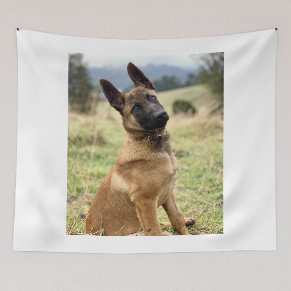 Item preview, Head Tilting Belgian Malinois Puppy designed and sold by VanGaldo.