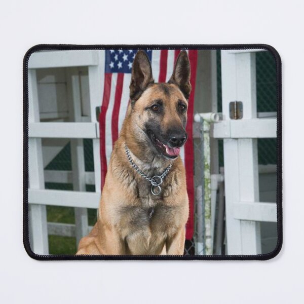Item preview, Patriot Belgian Malinois Dog Behind American Flag designed and sold by VanGaldo.