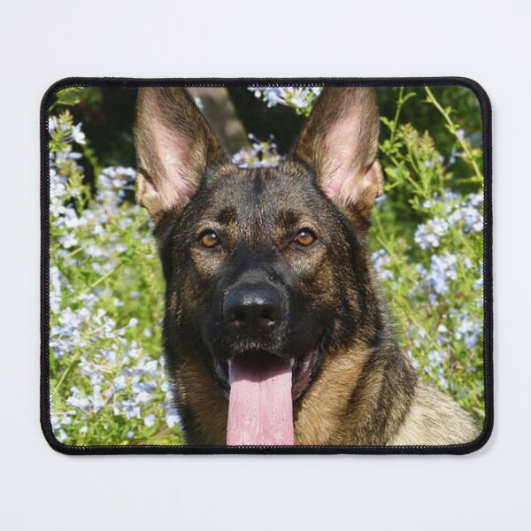 Item preview, Calm Belgian Malinois Dog Loves Flower designed and sold by VanGaldo.