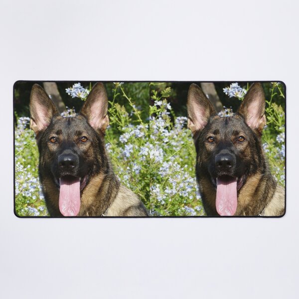Item preview, Calm Belgian Malinois Dog Loves Flower designed and sold by VanGaldo.