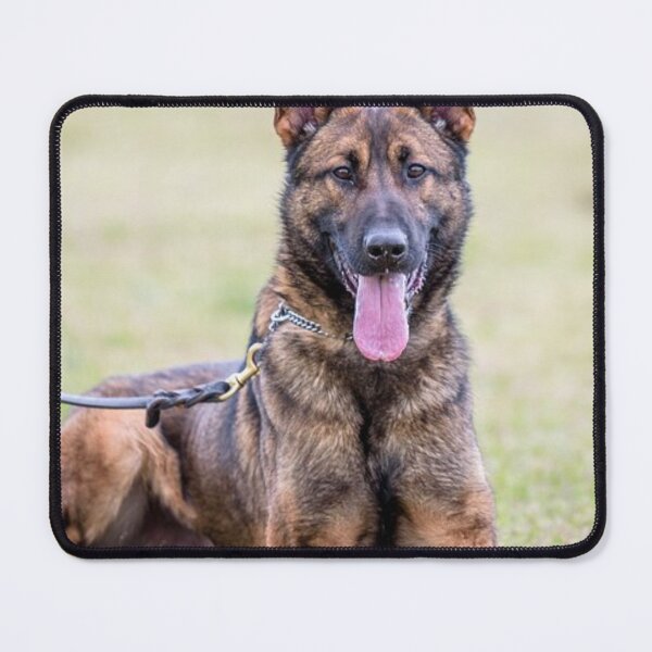 Item preview, High Energy Belgian Malinois Dog designed and sold by VanGaldo.
