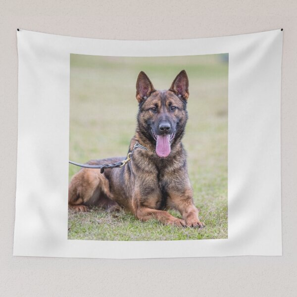 Item preview, High Energy Belgian Malinois Dog designed and sold by VanGaldo.