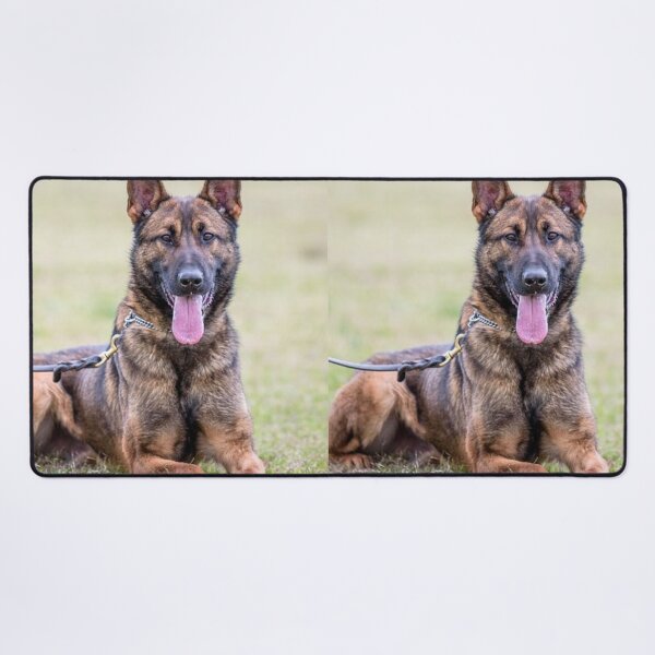 Item preview, High Energy Belgian Malinois Dog designed and sold by VanGaldo.