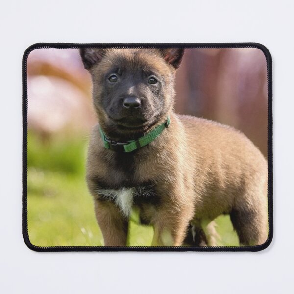 Item preview, Strong Cute Belgian Malinois Puppy designed and sold by VanGaldo.