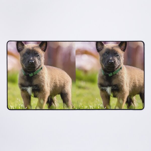 Item preview, Strong Cute Belgian Malinois Puppy designed and sold by VanGaldo.