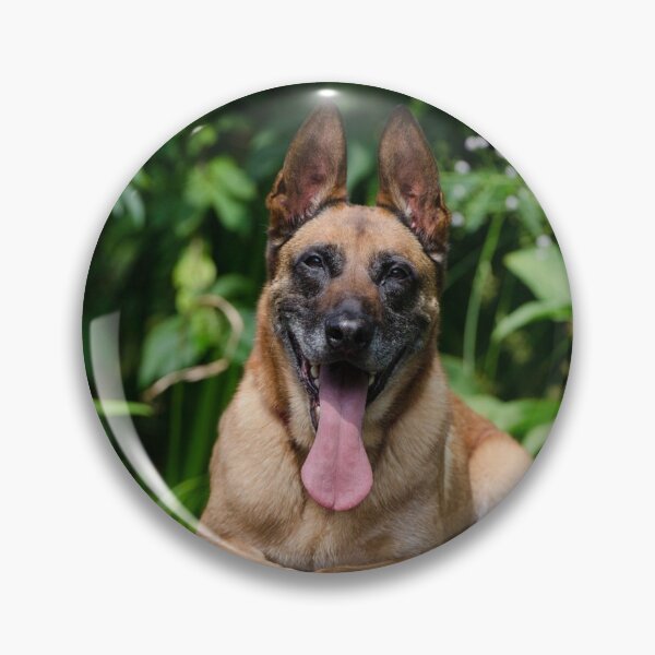 Item preview, Belgian Malinois Dog Tired from Exercise designed and sold by VanGaldo.