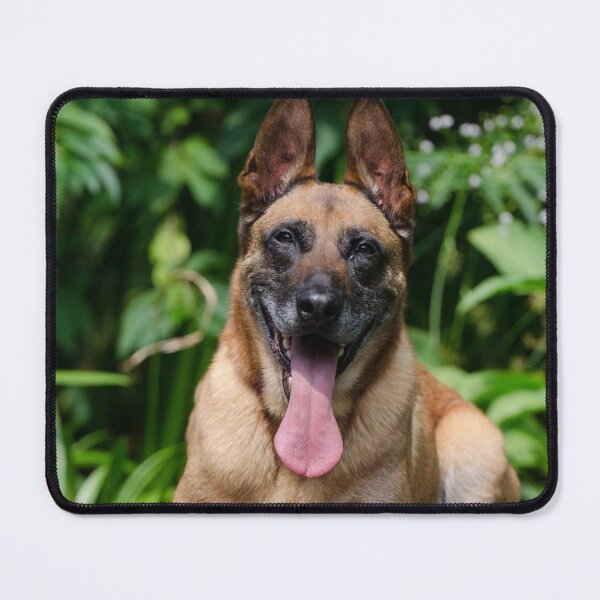 Item preview, Belgian Malinois Dog Tired from Exercise designed and sold by VanGaldo.