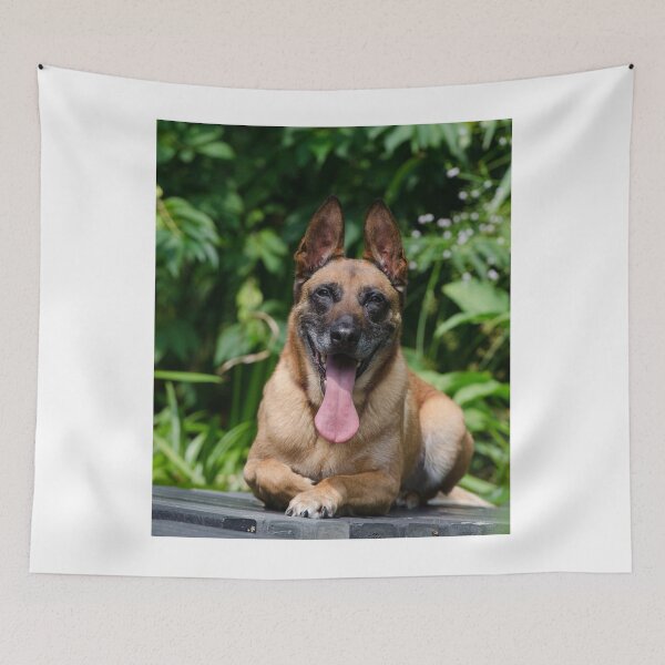 Item preview, Belgian Malinois Dog Tired from Exercise designed and sold by VanGaldo.