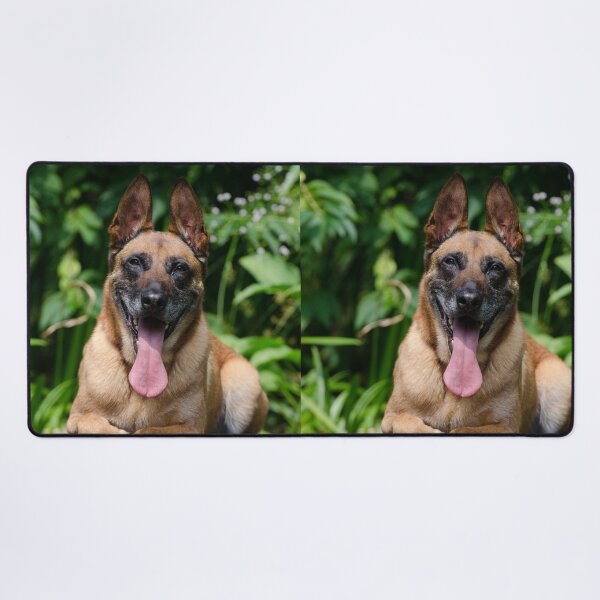 Item preview, Belgian Malinois Dog Tired from Exercise designed and sold by VanGaldo.
