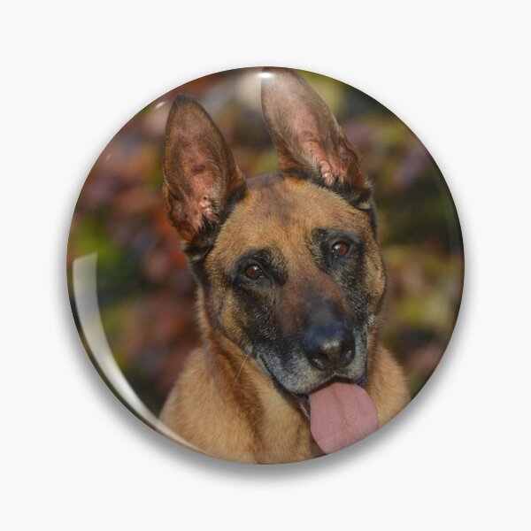 Item preview, Calm Curious Belgian Malinois Dog designed and sold by VanGaldo.