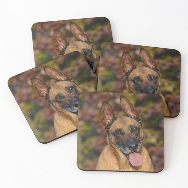 Item preview, Calm Curious Belgian Malinois Dog designed and sold by VanGaldo.