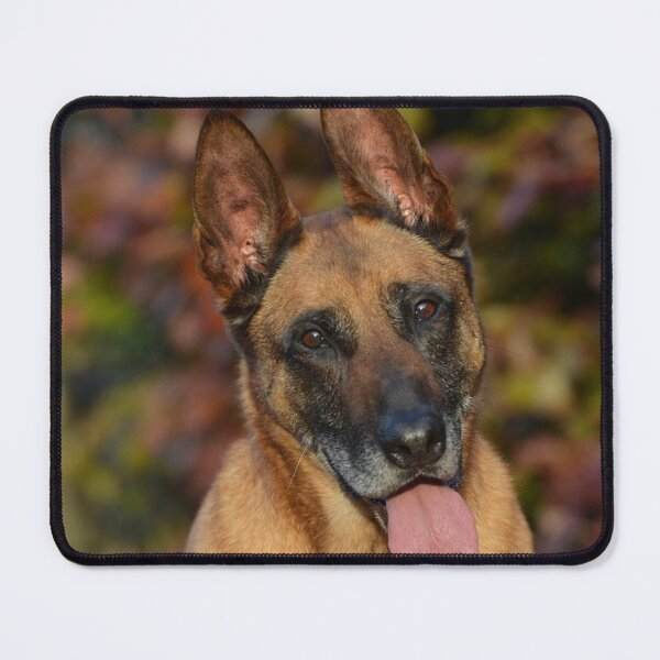 Item preview, Calm Curious Belgian Malinois Dog designed and sold by VanGaldo.