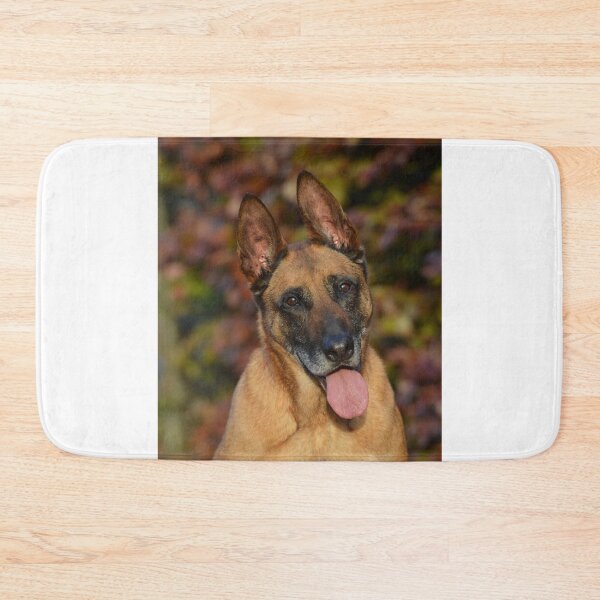 Item preview, Calm Curious Belgian Malinois Dog designed and sold by VanGaldo.