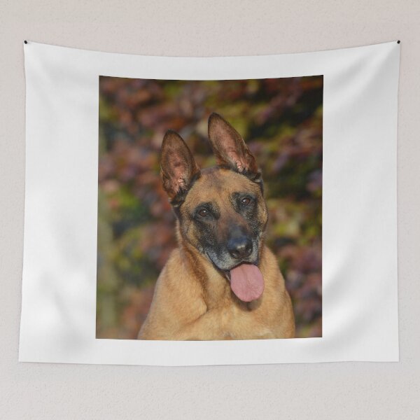 Item preview, Calm Curious Belgian Malinois Dog designed and sold by VanGaldo.