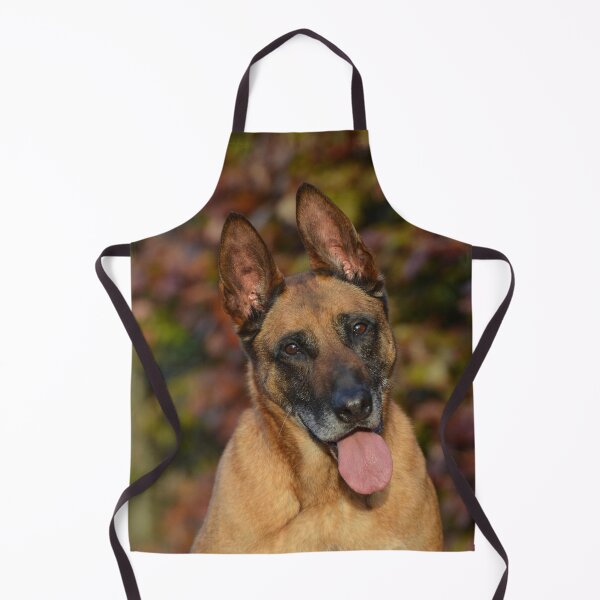 Item preview, Calm Curious Belgian Malinois Dog designed and sold by VanGaldo.