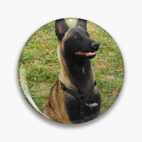 Item preview, Belgian Malinois Dog Stays on Guard designed and sold by VanGaldo.