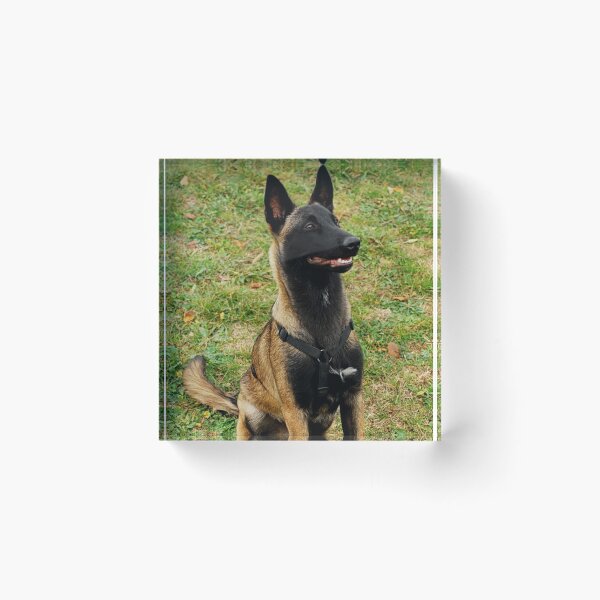 Item preview, Belgian Malinois Dog Stays on Guard designed and sold by VanGaldo.