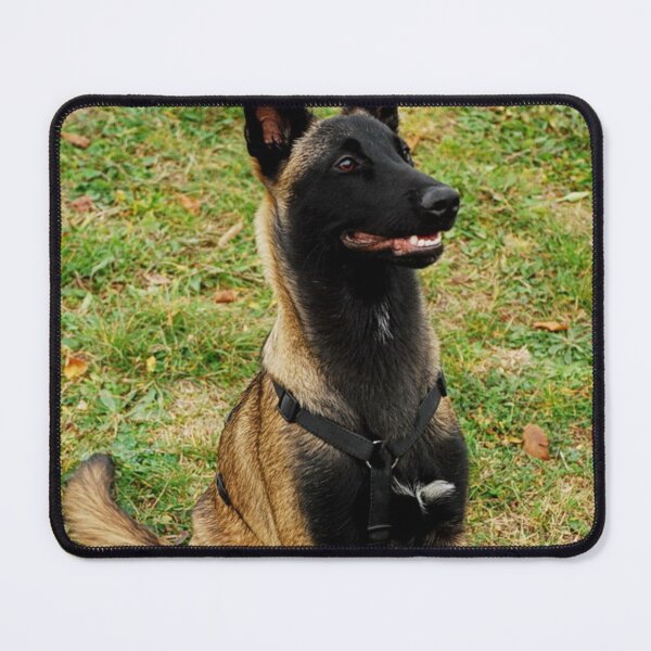 Item preview, Belgian Malinois Dog Stays on Guard designed and sold by VanGaldo.