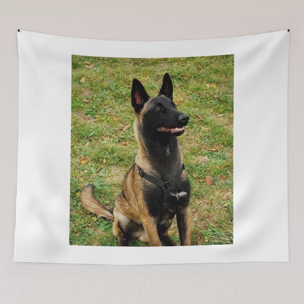 Item preview, Belgian Malinois Dog Stays on Guard designed and sold by VanGaldo.