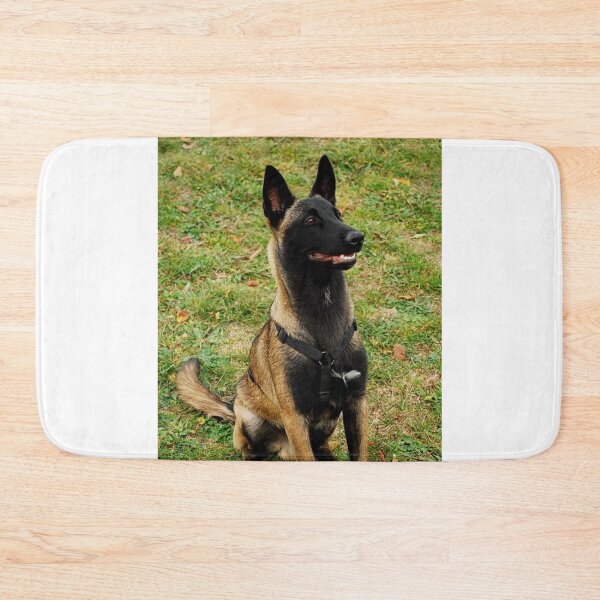 Item preview, Belgian Malinois Dog Stays on Guard designed and sold by VanGaldo.