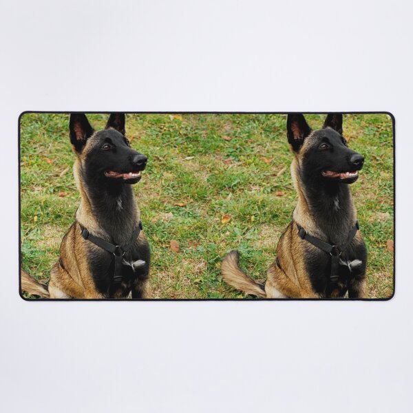 Item preview, Belgian Malinois Dog Stays on Guard designed and sold by VanGaldo.