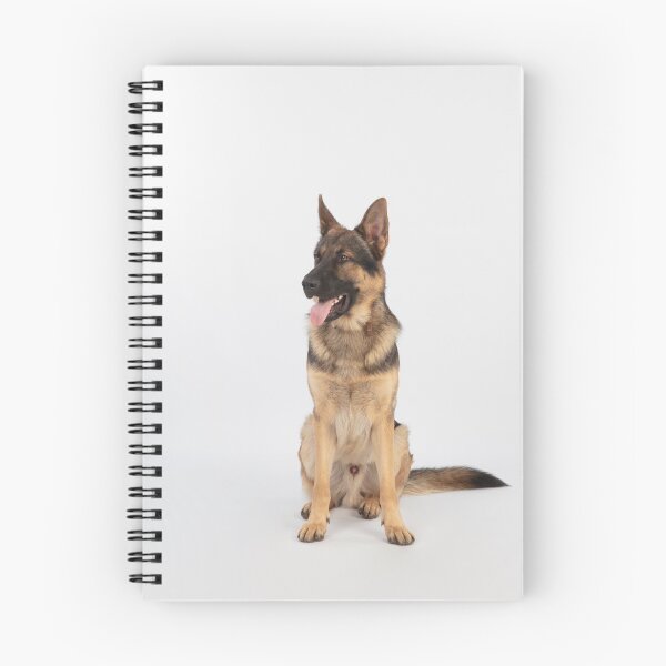 Item preview, Adorable in Studio Belgian Malinois Dog designed and sold by VanGaldo.