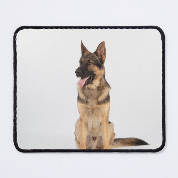 Item preview, Adorable in Studio Belgian Malinois Dog designed and sold by VanGaldo.