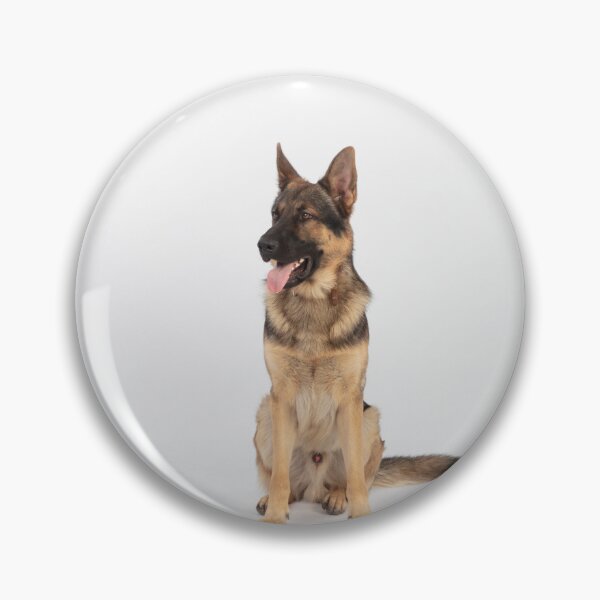 Item preview, Adorable in Studio Belgian Malinois Dog designed and sold by VanGaldo.