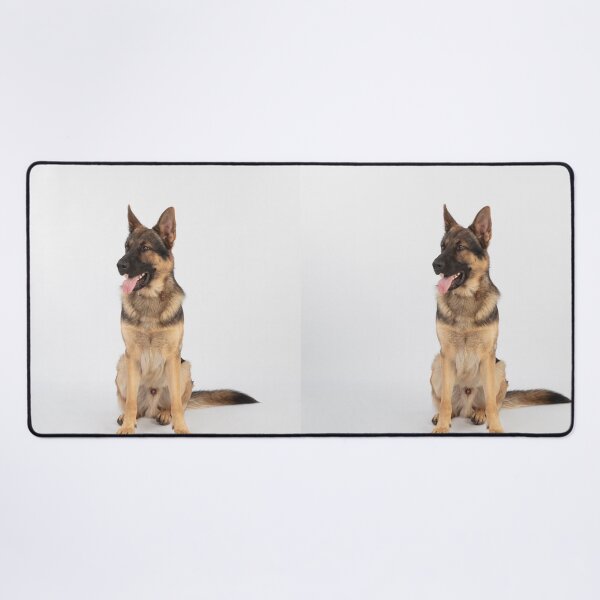 Item preview, Adorable in Studio Belgian Malinois Dog designed and sold by VanGaldo.