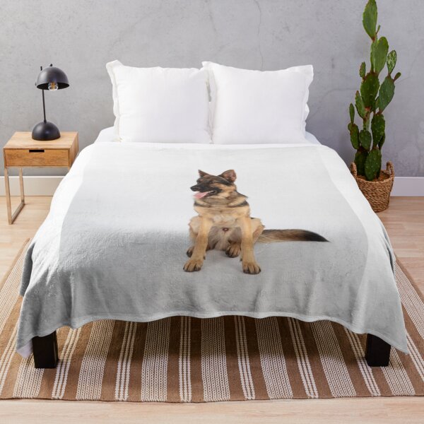 Item preview, Adorable in Studio Belgian Malinois Dog designed and sold by VanGaldo.