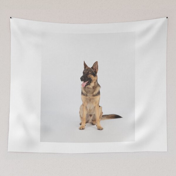 Item preview, Adorable in Studio Belgian Malinois Dog designed and sold by VanGaldo.