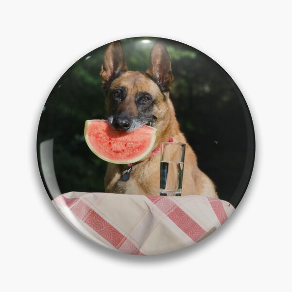 Item preview, Lovely Belgian Malinois Dog Eating Watermelon designed and sold by VanGaldo.