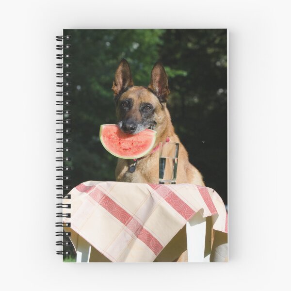 Item preview, Lovely Belgian Malinois Dog Eating Watermelon designed and sold by VanGaldo.