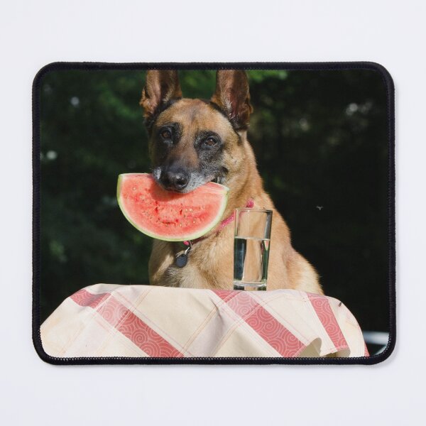 Item preview, Lovely Belgian Malinois Dog Eating Watermelon designed and sold by VanGaldo.