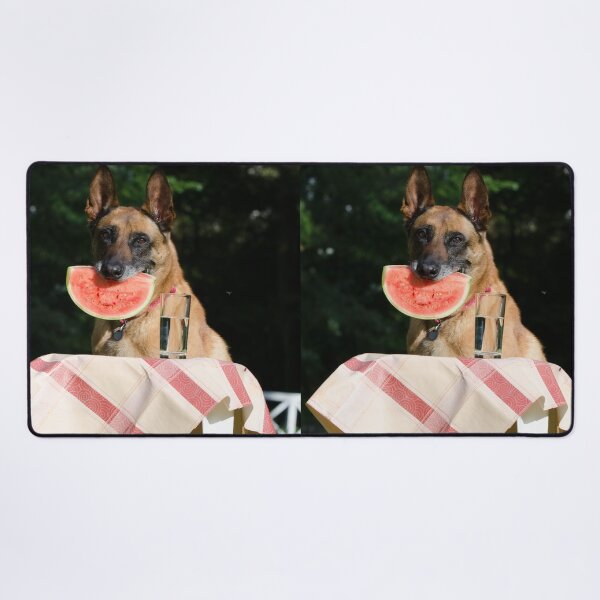 Item preview, Lovely Belgian Malinois Dog Eating Watermelon designed and sold by VanGaldo.