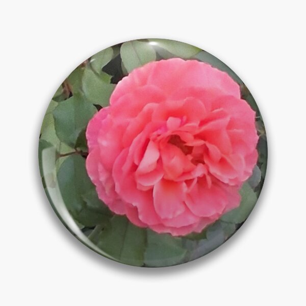 Item preview, Pink Rose designed and sold by PhotosByJG.