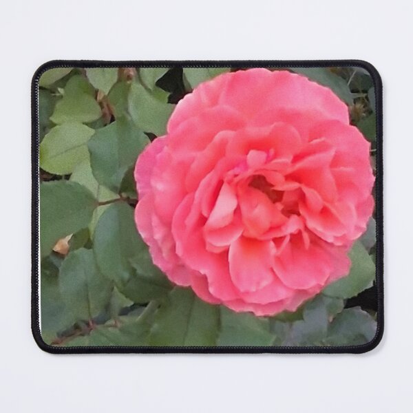 Item preview, Pink Rose designed and sold by PhotosByJG.