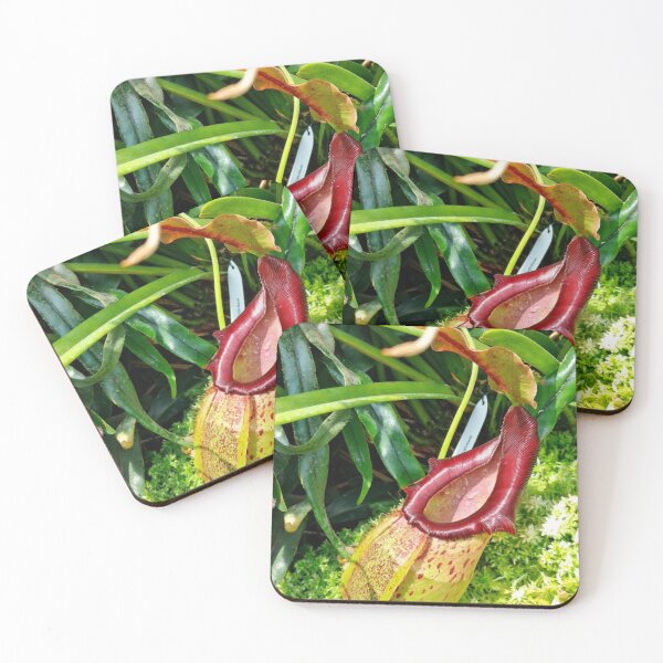 Item preview, Vintage Red Nepenthes Pitcher Plant Botanical Photo designed and sold by ChotipahArt.
