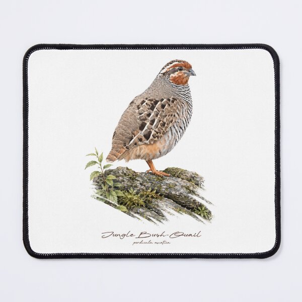 Item preview, Jungle Bush-Quail on Mossy Rock Bird Illustration designed and sold by Takeda-art.