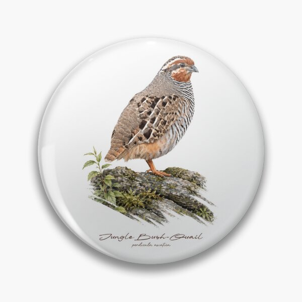 Item preview, Jungle Bush-Quail on Mossy Rock Bird Illustration designed and sold by Takeda-art.