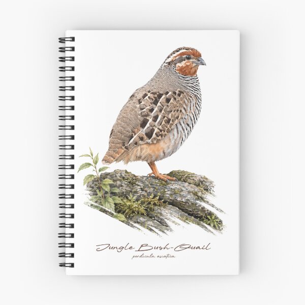 Item preview, Jungle Bush-Quail on Mossy Rock Bird Illustration designed and sold by Takeda-art.