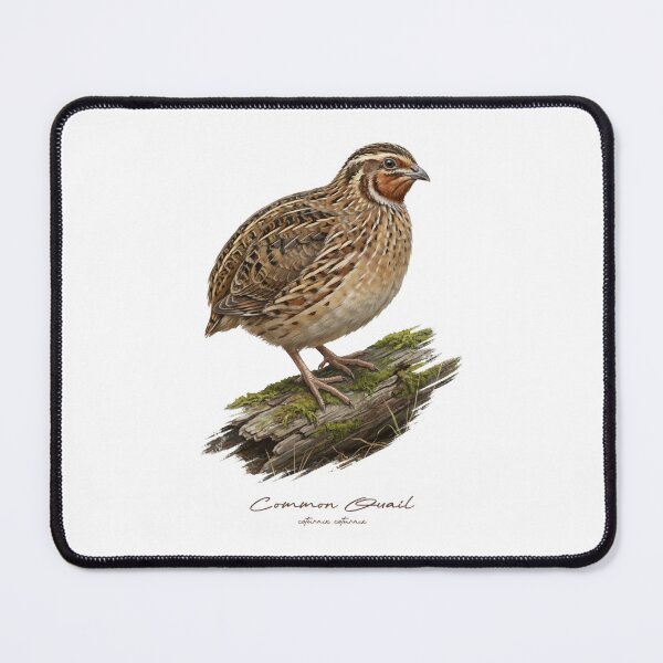 Item preview, Common Quail on Mossy Log Bird Illustration designed and sold by Takeda-art.