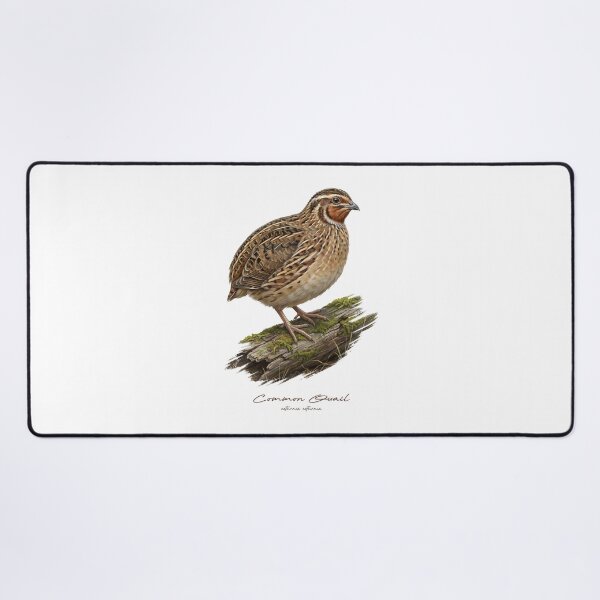 Item preview, Common Quail on Mossy Log Bird Illustration designed and sold by Takeda-art.