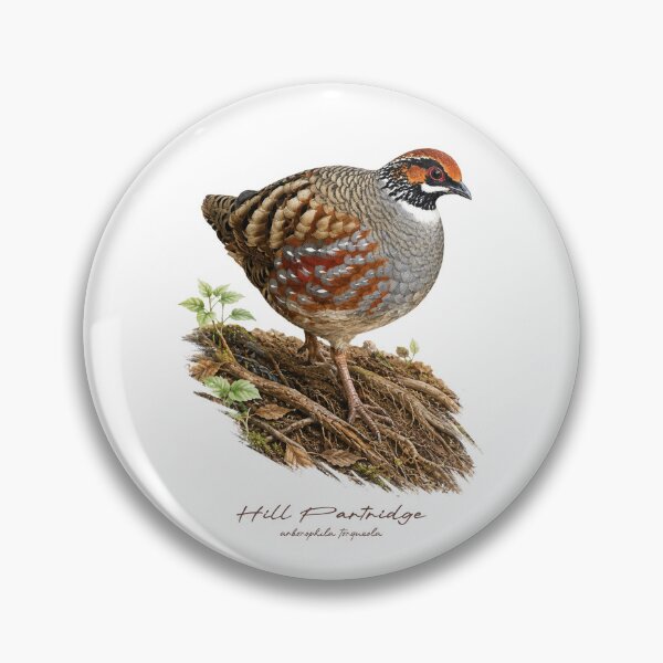 Item preview, Hill Partridge on Forest Ground Bird Illustration designed and sold by Takeda-art.