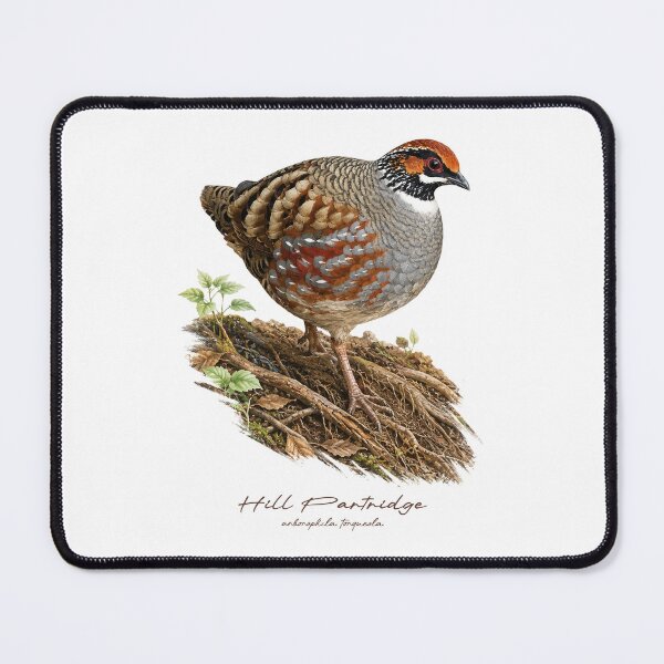 Item preview, Hill Partridge on Forest Ground Bird Illustration designed and sold by Takeda-art.