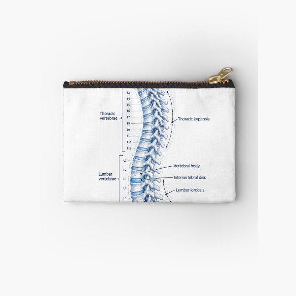 Item preview, Anatomy Vertebral Column Blueprint Physical Therapy Sticker designed and sold by isokinetic.