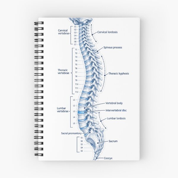 Item preview, Anatomy Vertebral Column Blueprint Physical Therapy Sticker designed and sold by isokinetic.
